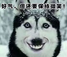 狗子做过最让主人崩溃的事吃屎排第二,谁敢排第一