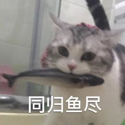 猫咪土味情话表情包看你那么傻,抱抱好了