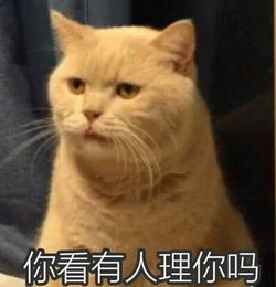 表情包的网站橘猫