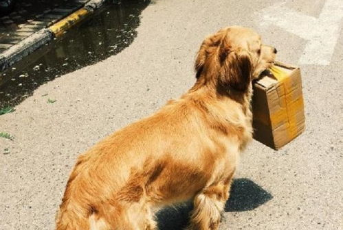 金毛给家里取快递从来没底薪,是不是比快递员还有福报