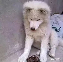 都说了不要养萨摩耶,你怎么就是不听呢