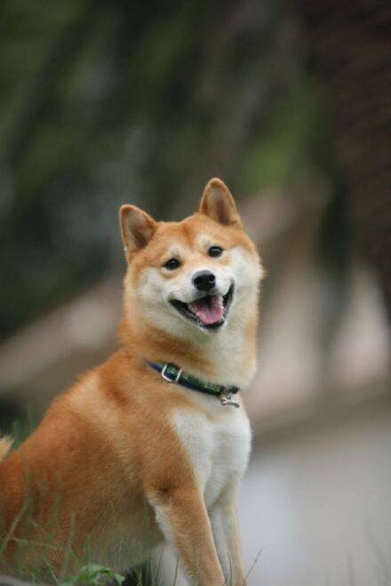 贱萌表情包柴犬