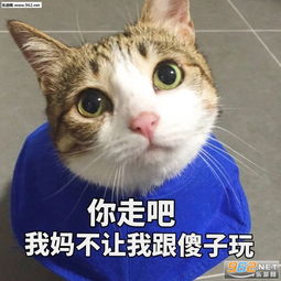 你走吧我妈不让我跟傻子玩吸猫表情包开黑吗我一个打五个猫咪表情包下载乐游网游戏下载