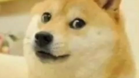 表情包小可爱超萌柴犬
