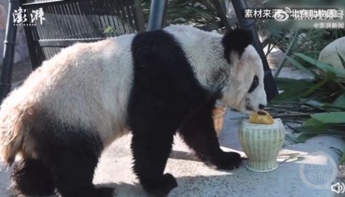 顶流大熊猫归国之后丫丫吃上除夕饺子,美香夫妻过起退休生活