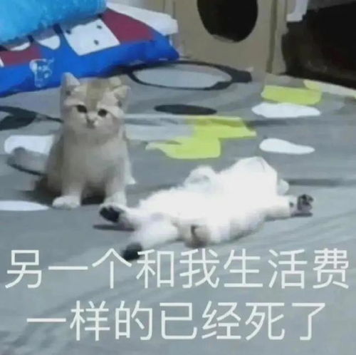 微信表情包
