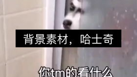 渣渣辉表情包