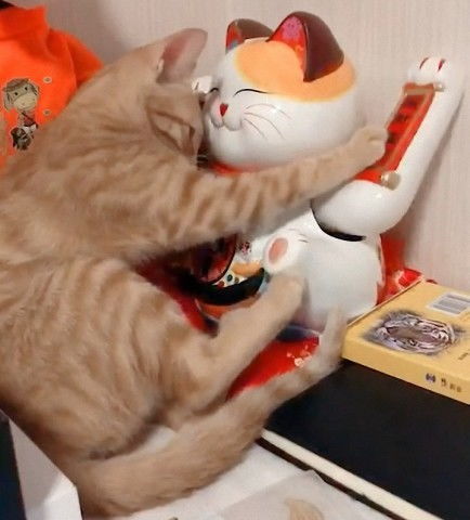 橘猫紧紧搂住招财猫不要再摇了,陪我玩,我养你