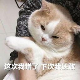 表情包老公,总之哄不好了委屈生气猫猫表情,贼可爱