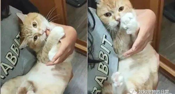 橘猫追着马麻讨抱抱,网友它真觉得自己是你孩子