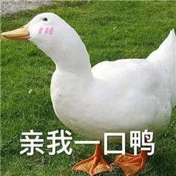 鸭子表情包可爱真的可以无所欲为