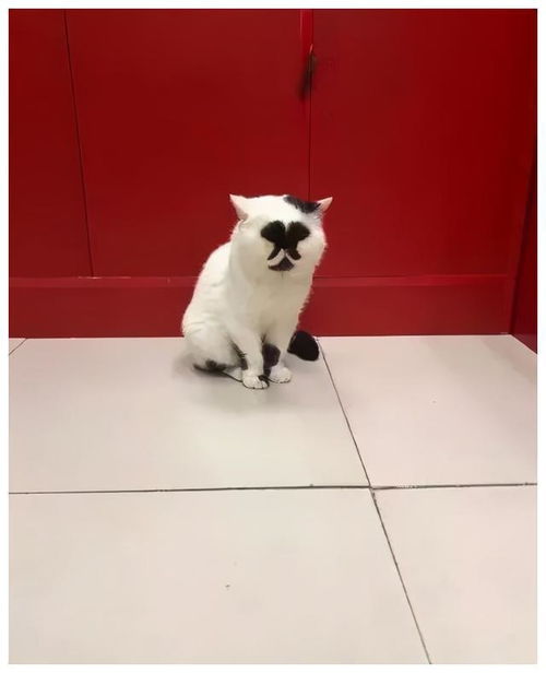 一直觉得猫能丑到哪去直到我看到了这只猫