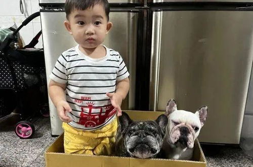 从小一起长大,弟弟和狗哥除了长相有些神似之外,表情也能复制