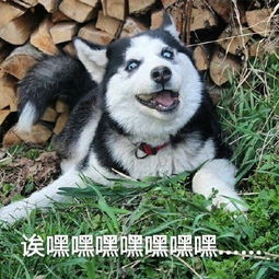 非常豹笑了表情包