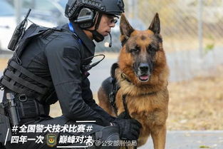 这只贴了创可贴的狗走红网络,连表情包都出了