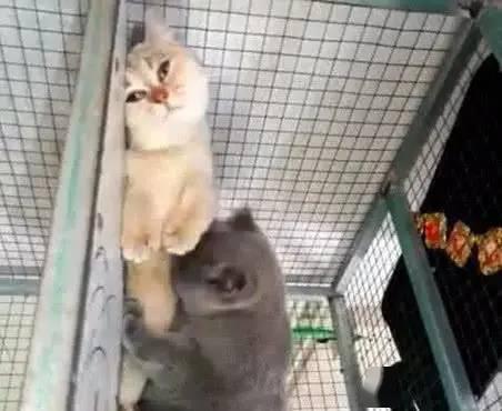 橘猫被蓝猫强行亲吻,抗拒一番后放弃了,脸上表情亮了