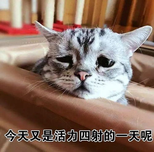 觉得没啥生存下去的动力和意义了