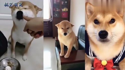 柴犬犯错后露出一副贱萌笑脸,主人一脸无奈这让我怎么下得去手
