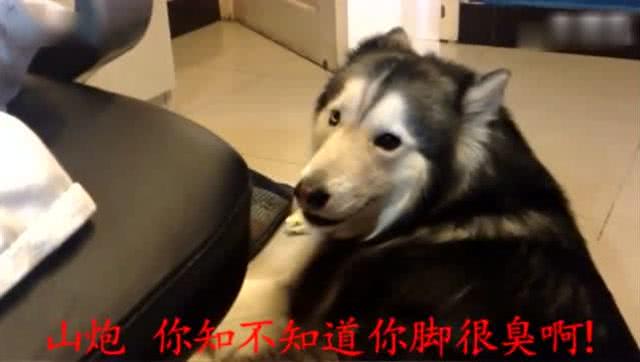 太气人,二哈嫌主人脚臭,跟主人吵起来了