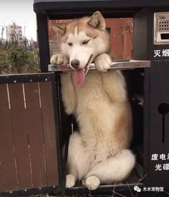 哈士奇怕挨揍躲进了垃圾桶内还不忘做表情包,看的主人懵圈了