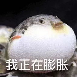 平凉斗图表情包表情