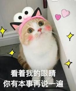 很火的可爱猫咪表情包大全萌猫表情包带字图片无水印超可爱猫咪表情包