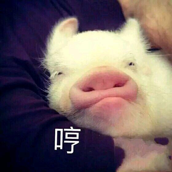 关于猪的搞笑表情包开心得像个小猪仔