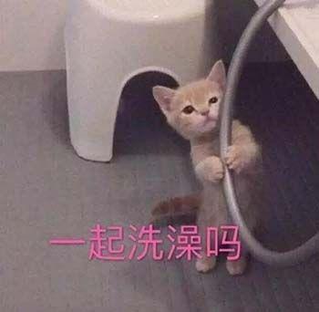 生活不易猫猫叹气可爱的猫咪表情包