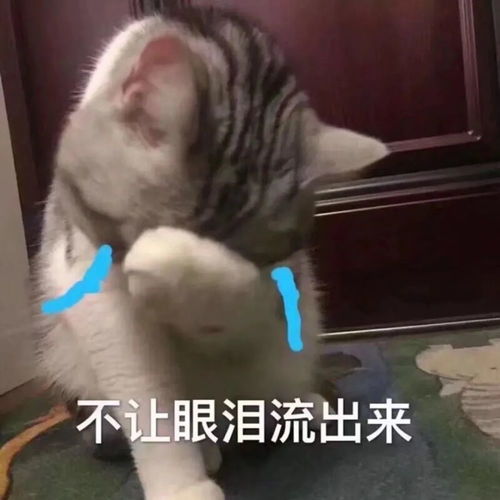 可爱表情包我不吃这一套