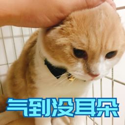 可买猫咪的表情包斗图专用