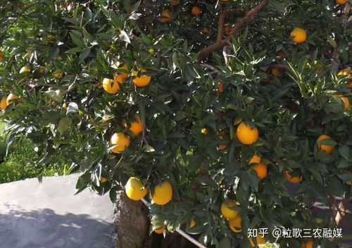 农林卫视中国农资秀全媒访谈三农名人堂专访德邦农化负责人赖厚平