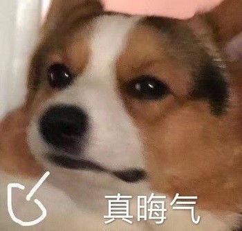 心心念念的小柯基的可爱表情包