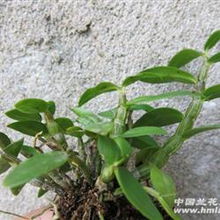 霍山紫杆铁皮石斛1年半以上苗4