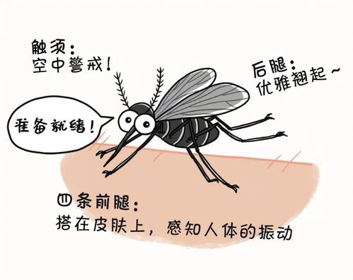 世界蚊子日了解蚊子,让它不再找你干饭