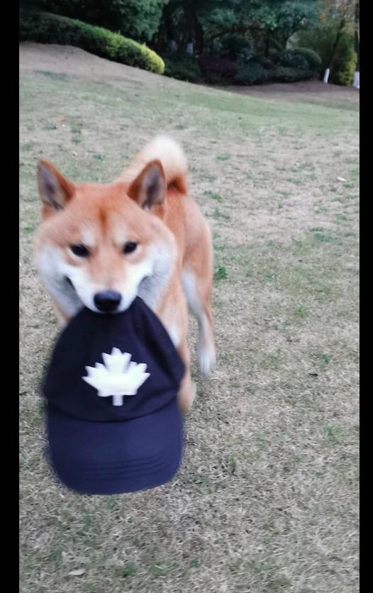 柴犬把主人的帽子叼走了,还立在远方讽刺他有本事来抓我呀