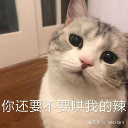 有哪些适合和喜欢的男生聊天女生用的可爱表情包