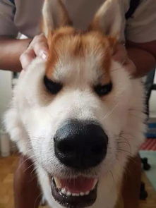 怒揉狗头,大概就是这个意思