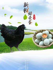 乌鸡淘宝模板免费下载乌鸡海报图片千图网淘宝店铺装修