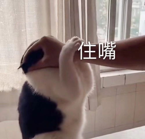 可爱表情包快拿去和你的男女朋友撒娇