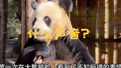 第一次在大熊猫脸上看到了不知所措的表情