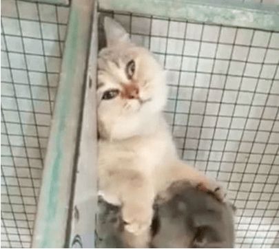 蓝猫大白天耍流氓,白猫被蹂躏到怀疑喵生,表情让人忍俊不禁