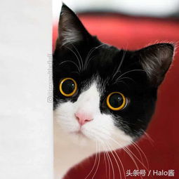 这只圆滚滚的大眼睛喵,根本就是一个表情包哇