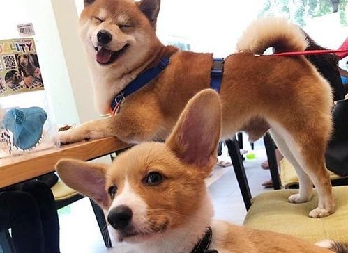 惊艳这些混血犬真是萌翻人了猜猜我是混哪的