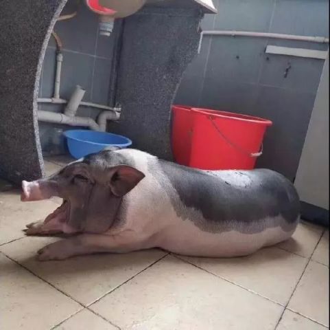 小香猪洗澡表情包扎心