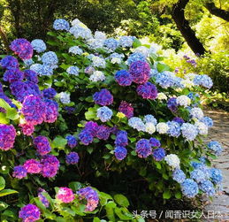 日本规模最大的紫阳花开在一个风景秀丽的港湾城市