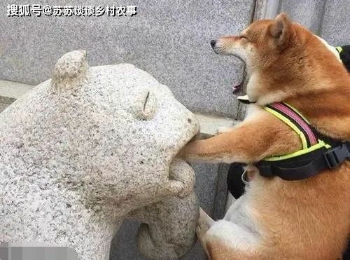 搞笑gif段子皮皮豹我们走,去找一个男朋友