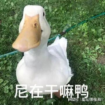 3农民采矿致敬彩色天秀跑家翻盘,月神moon又抢镜了