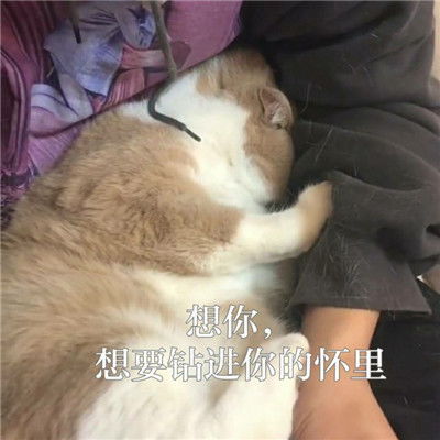 qq可爱表情可爱表情包可爱表情图片大全腾牛个性网