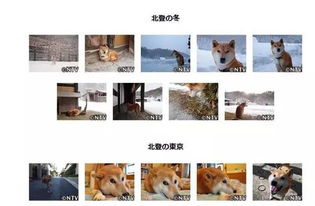泪目16岁柴犬北登去世,你的表情包里肯定有它...