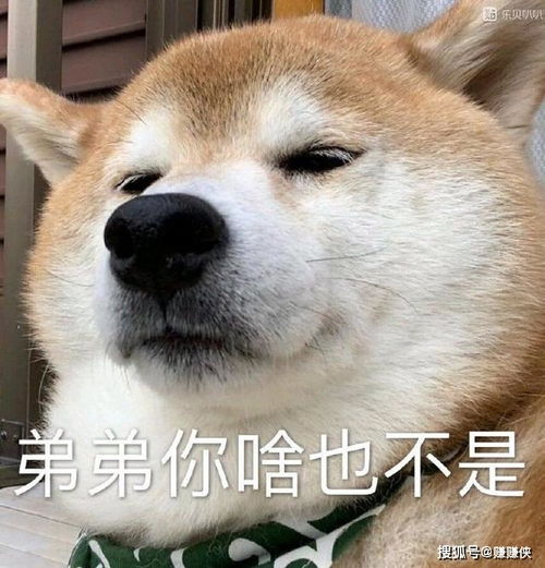萌娃狗头表情包图片,超凶可恶,恋爱吗